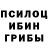 Псилоцибиновые грибы Psilocybine cubensis evgen pogado